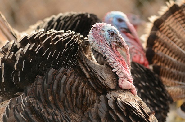 wild-turkey