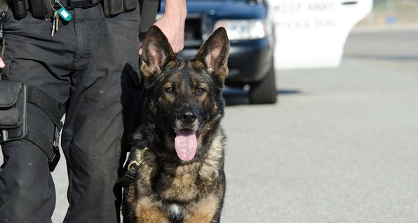 Police Dog