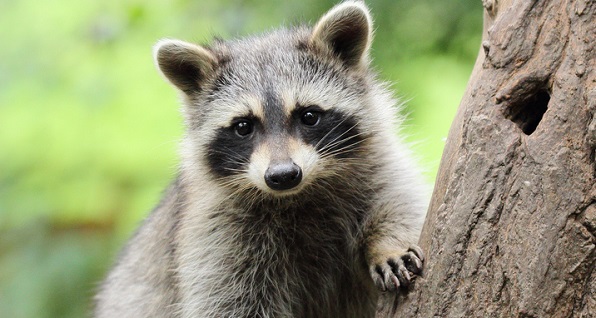 Racoon