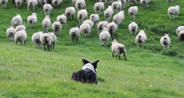 Sheepdog