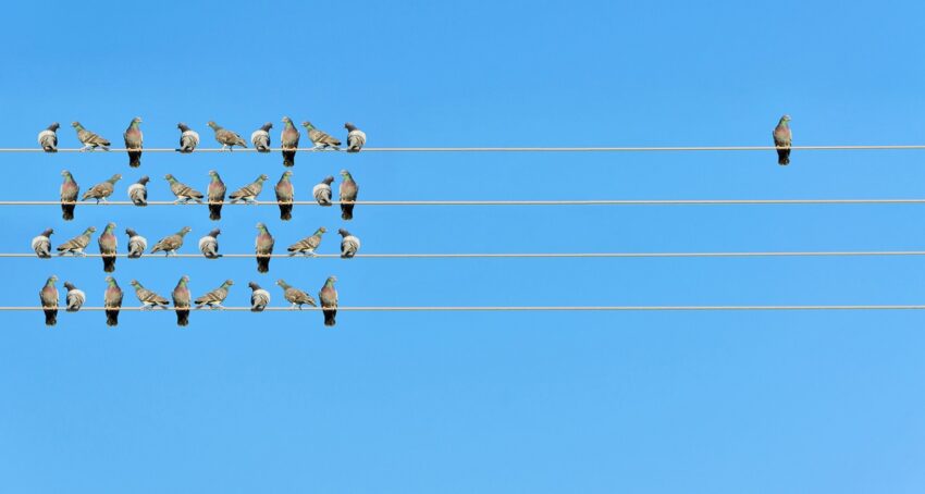 alone-in-crowd-birds