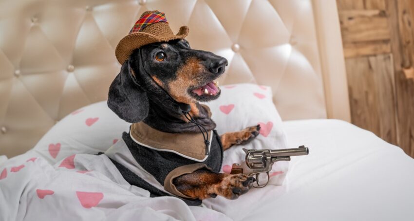 dog-gun-humor