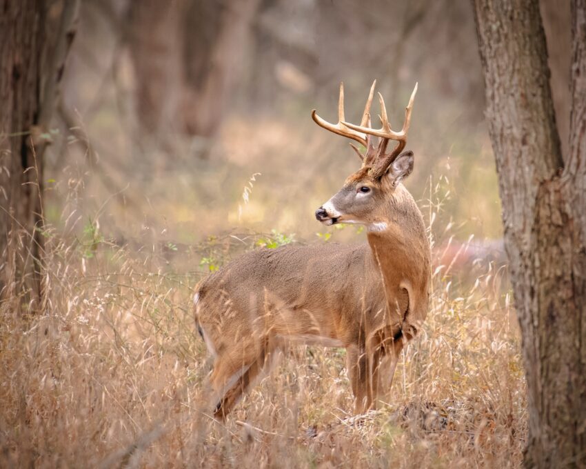 Whitetail buck, courtesy of Ohio Department of Natural Resources
