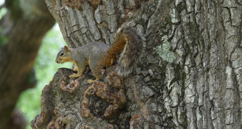 squirrel-in-tree
