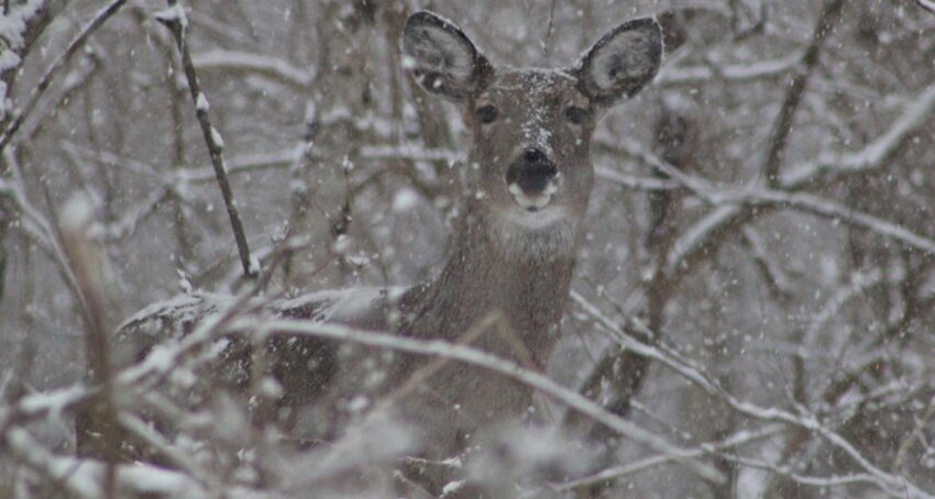 doe-winter-courtesy-ODNR
