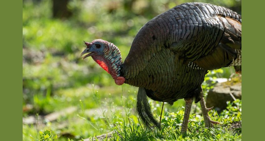 wild-turkey-odnr-2025