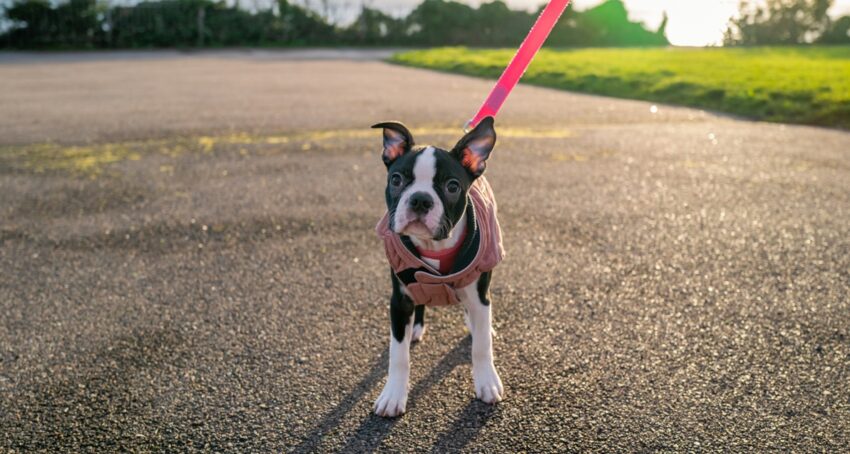 boston-terrier-on-leash