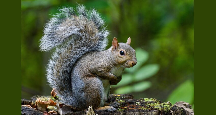 squirrel-courtesy-odnr-dow