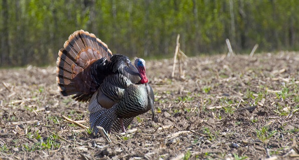 wild-turkey
