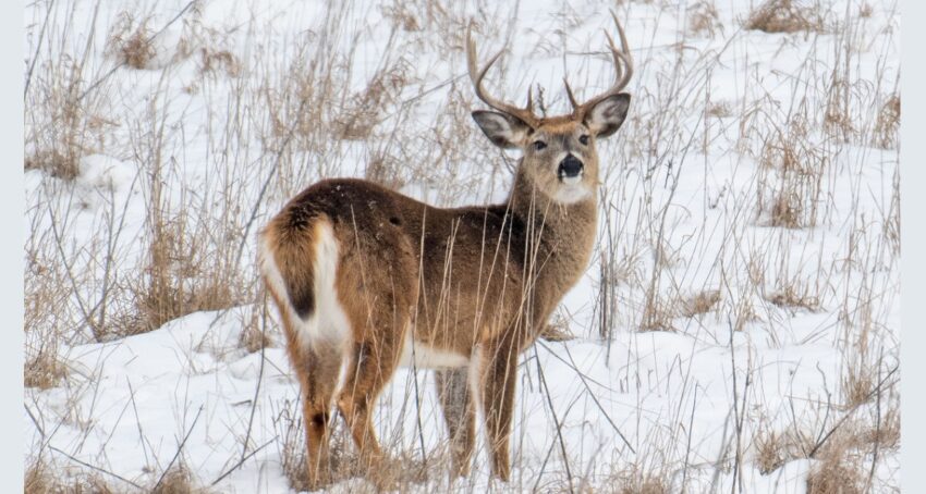 deer-buck-winter-odnr