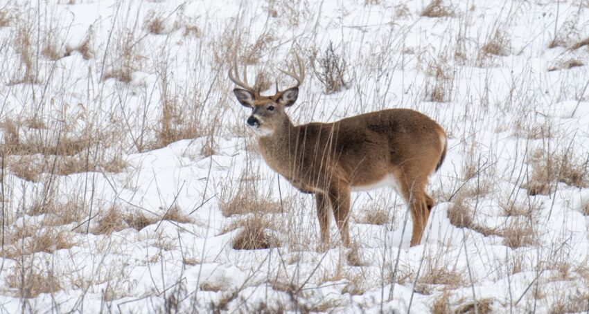 deer-buck-in-snow-courtesy-odnr-2025-26